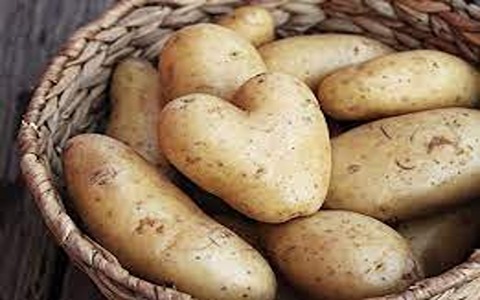 خرید و قیمت سیب زمینی ارگانیک + فروش عمده